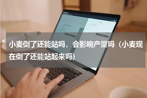 小麦倒了还能站吗，会影响产量吗（小麦现在倒了还能站起来吗）