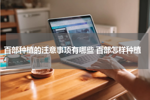 百部种植的注意事项有哪些 百部怎样种植