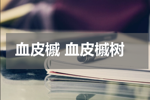 血皮槭 血皮槭树