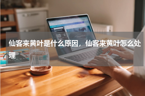 仙客来黄叶是什么原因，仙客来黄叶怎么处理