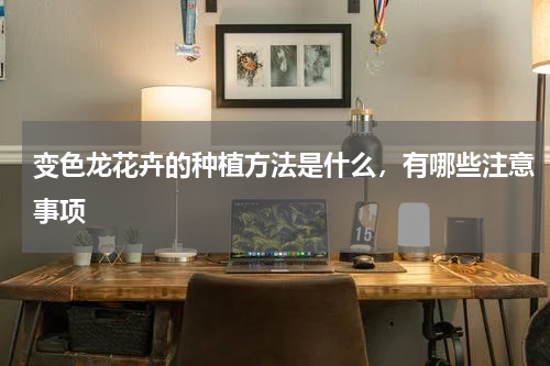 变色龙花卉的种植方法是什么，有哪些注意事项