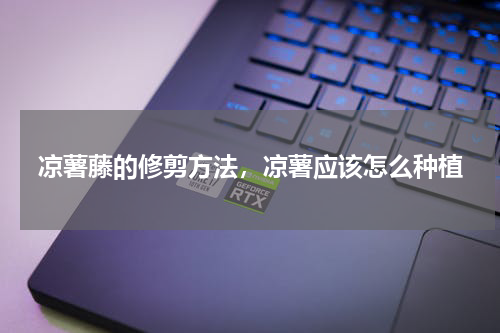 凉薯藤的修剪方法，凉薯应该怎么种植