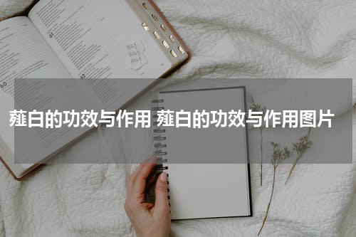 薤白的功效与作用 薤白的功效与作用图片