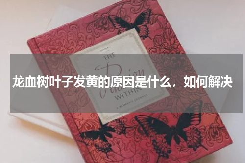 龙血树叶子发黄的原因是什么，如何解决