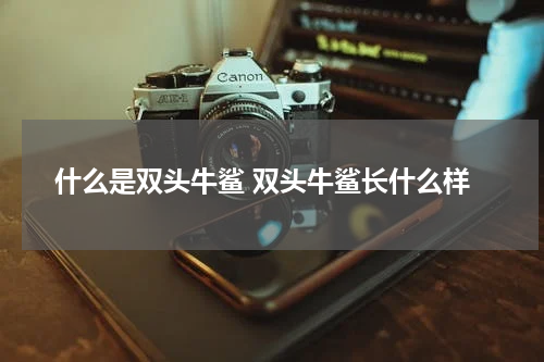 什么是双头牛鲨 双头牛鲨长什么样
