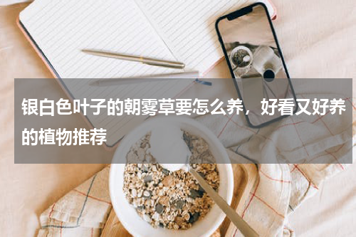 银白色叶子的朝雾草要怎么养，好看又好养的植物推荐