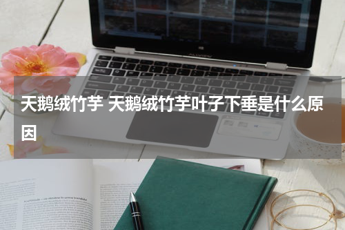 天鹅绒竹芋 天鹅绒竹芋叶子下垂是什么原因