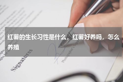 红薯的生长习性是什么，红薯好养吗，怎么养殖