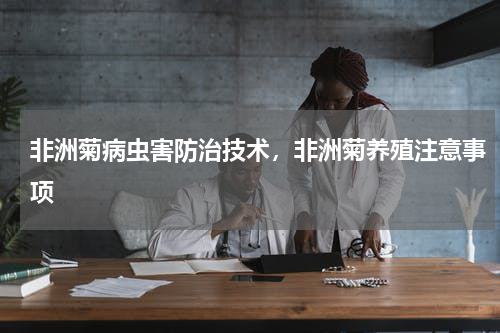 非洲菊病虫害防治技术，非洲菊养殖注意事项