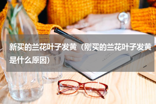 新买的兰花叶子发黄（刚买的兰花叶子发黄是什么原因）