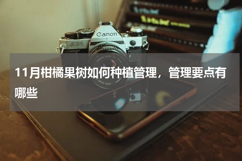 11月柑橘果树如何种植管理，管理要点有哪些
