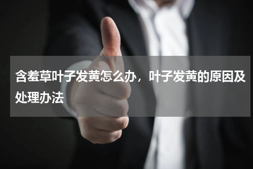 含羞草叶子发黄怎么办，叶子发黄的原因及处理办法