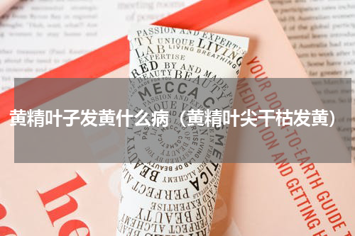 黄精叶子发黄什么病（黄精叶尖干枯发黄）