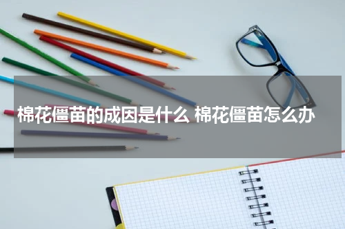 棉花僵苗的成因是什么 棉花僵苗怎么办