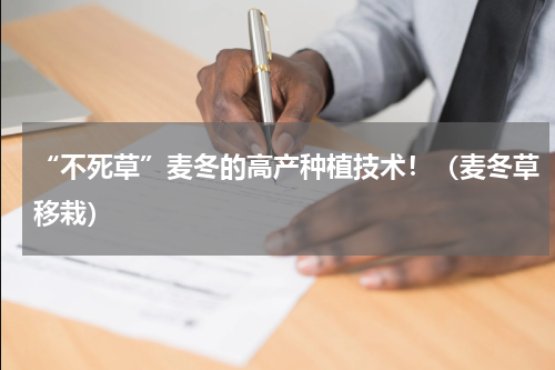 “不死草”麦冬的高产种植技术！（麦冬草移栽）