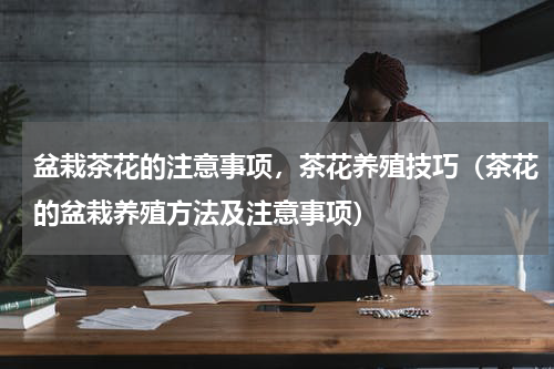 盆栽茶花的注意事项，茶花养殖技巧（茶花的盆栽养殖方法及注意事项）