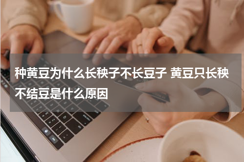 种黄豆为什么长秧子不长豆子 黄豆只长秧不结豆是什么原因