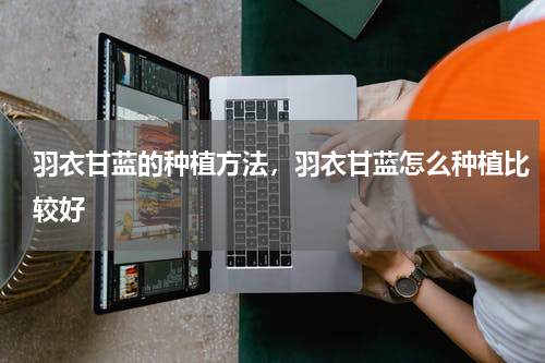 羽衣甘蓝的种植方法，羽衣甘蓝怎么种植比较好