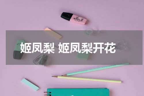 姬凤梨 姬凤梨开花