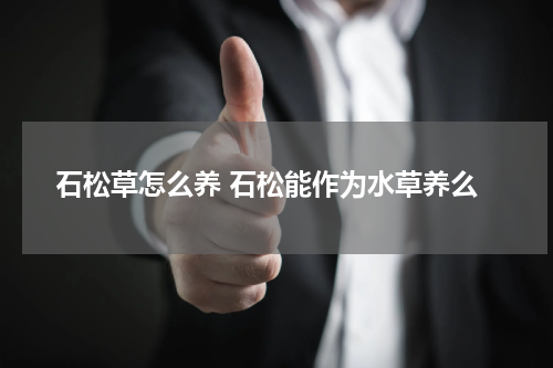 石松草怎么养 石松能作为水草养么