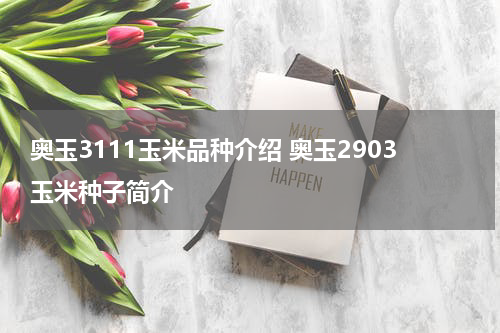 奥玉3111玉米品种介绍 奥玉2903玉米种子简介