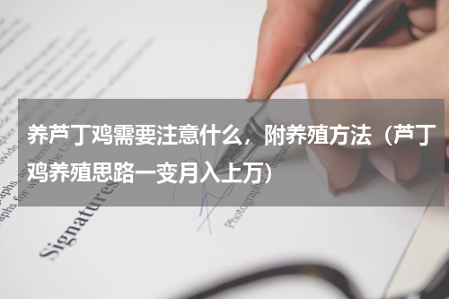 养芦丁鸡需要注意什么，附养殖方法（芦丁鸡养殖思路一变月入上万）