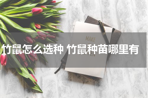 竹鼠怎么选种 竹鼠种苗哪里有