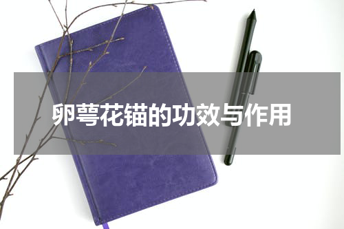 卵萼花锚的功效与作用
