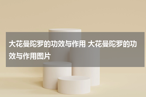 大花曼陀罗的功效与作用 大花曼陀罗的功效与作用图片