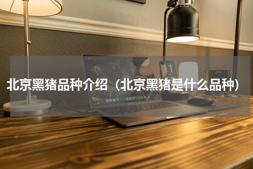 北京黑猪品种介绍（北京黑猪是什么品种）