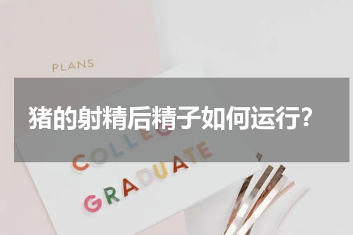 猪的射精后精子如何运行？