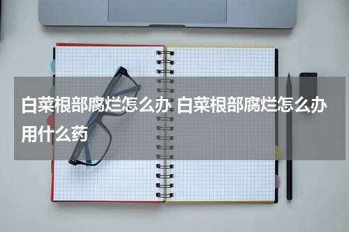 白菜根部腐烂怎么办 白菜根部腐烂怎么办用什么药