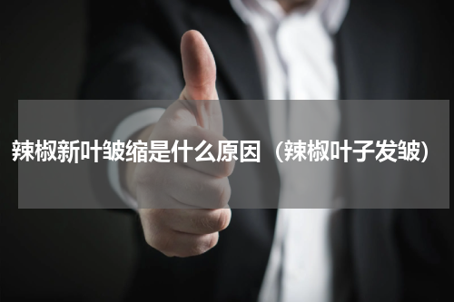 辣椒新叶皱缩是什么原因（辣椒叶子发皱）