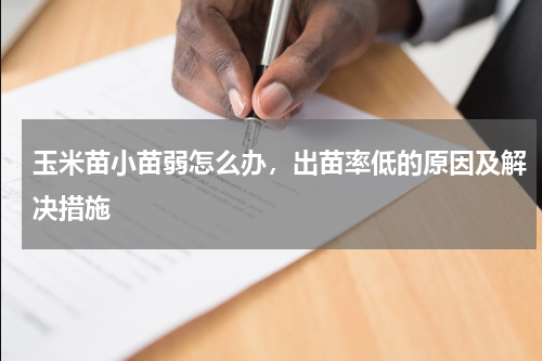 玉米苗小苗弱怎么办，出苗率低的原因及解决措施