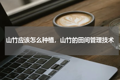 山竹应该怎么种植，山竹的田间管理技术