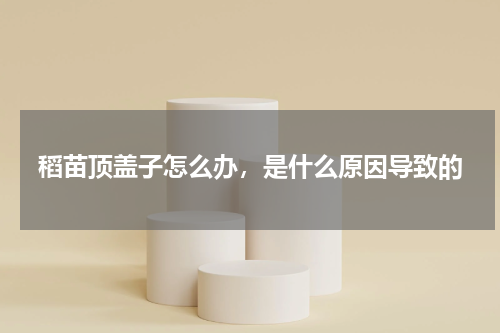 稻苗顶盖子怎么办，是什么原因导致的