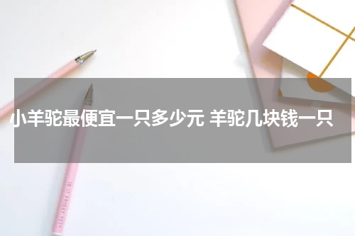 小羊驼最便宜一只多少元 羊驼几块钱一只
