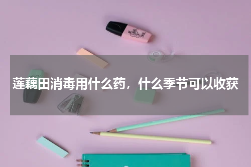 莲藕田消毒用什么药，什么季节可以收获