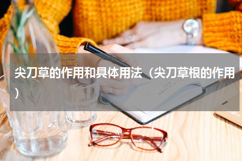 尖刀草的作用和具体用法（尖刀草根的作用）