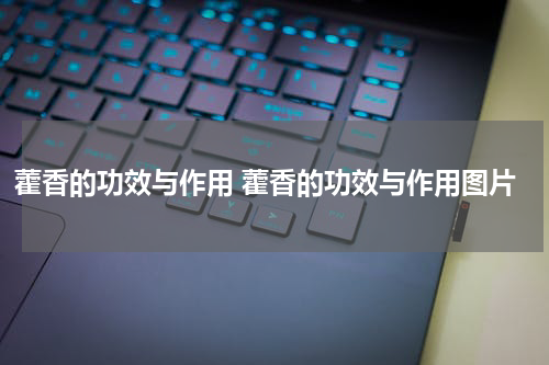 藿香的功效与作用 藿香的功效与作用图片