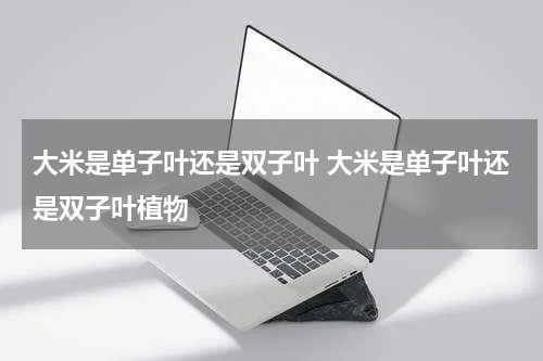 大米是单子叶还是双子叶 大米是单子叶还是双子叶植物
