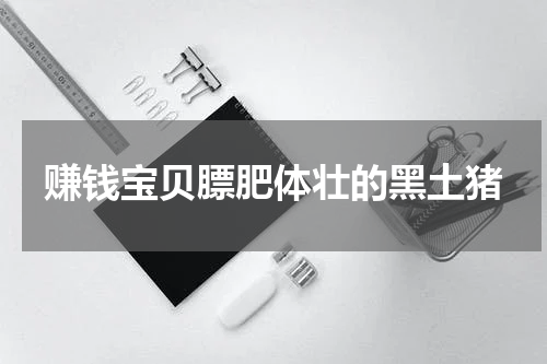 赚钱宝贝膘肥体壮的黑土猪