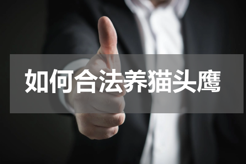 如何合法养猫头鹰