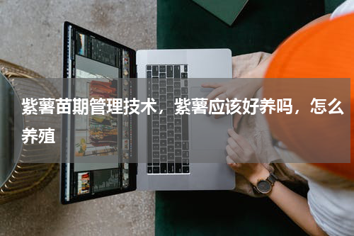 紫薯苗期管理技术，紫薯应该好养吗，怎么养殖