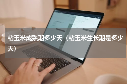 粘玉米成熟期多少天（粘玉米生长期是多少天）