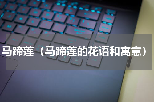 马蹄莲（马蹄莲的花语和寓意）