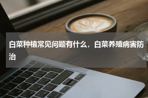 白菜种植常见问题有什么，白菜养殖病害防治