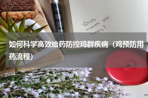 如何科学高效给药防控鸡群疾病（鸡预防用药流程）