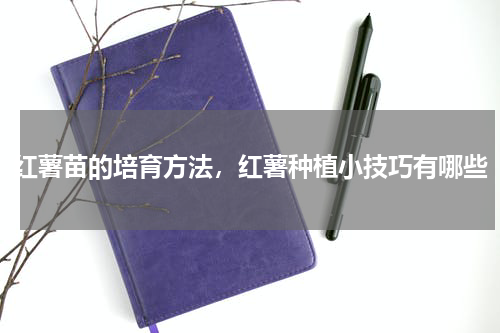 红薯苗的培育方法，红薯种植小技巧有哪些