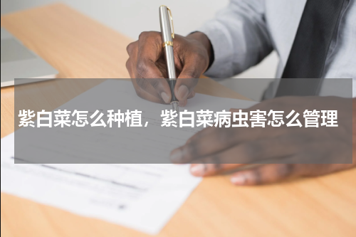 紫白菜怎么种植，紫白菜病虫害怎么管理